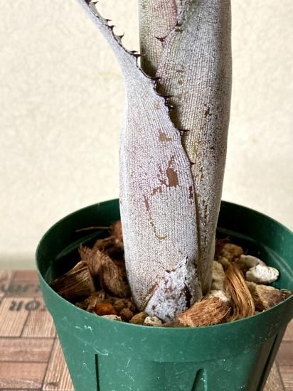 さとうすみのすけ様用】エクメア、ホヘンベルギア （本