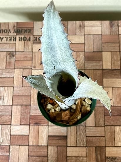 現品】ホヘンベルギア・sp. レメ #2203 Hohenbergia sp. Leme
