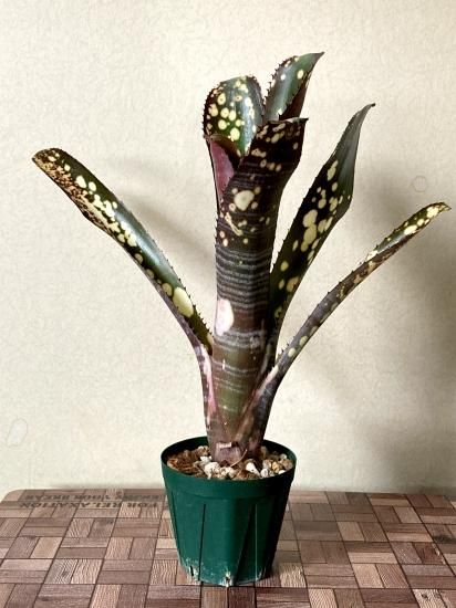 現品】ビルベルギア・コーランスピリット Billbergia Kolan 現品】ビルベルギア・コーランスピリット Billbergia Kolan