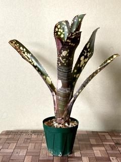 Billbergia ビルベルギア - Frontier Plants ONLINE STORE Billbergia ビルベルギア - Frontier Plants ONLINE STORE