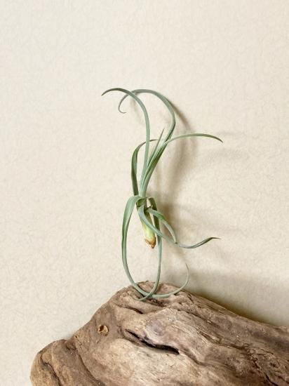 チランジア ドゥラティ Tillandsia duratii (ドュラティー