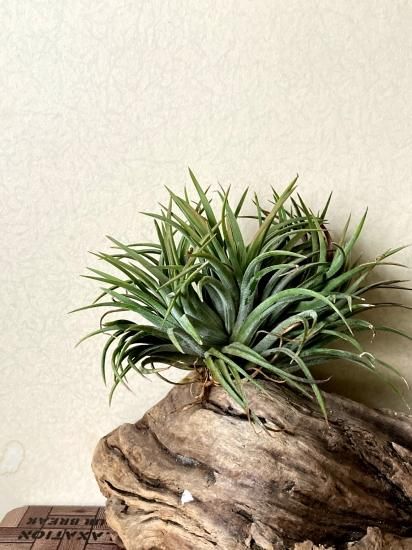 Tillandsia ionantha crested イオナンタ チランジア 【公式通販】