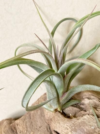 チランジア Redy チランジア ／ レディ XL (T.'Redy') ＊A01/Apr25 | 常葉植物園