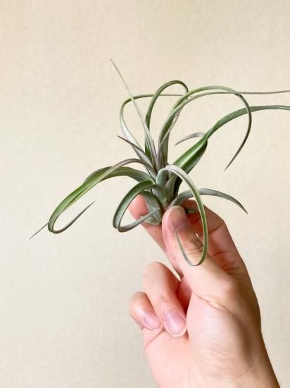 チランジア・レディー T. Redy(T. streptophylla x T. concolor