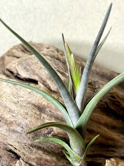 ゼチェリ　Tillandsia Tillandsia zecheri var. cafayatensis (入手時の名称です