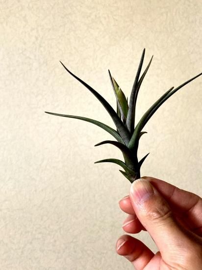 ゼチェリ　Tillandsia 現品】チランジア・ゼチェリ T. zecherii【A】 - Frontier