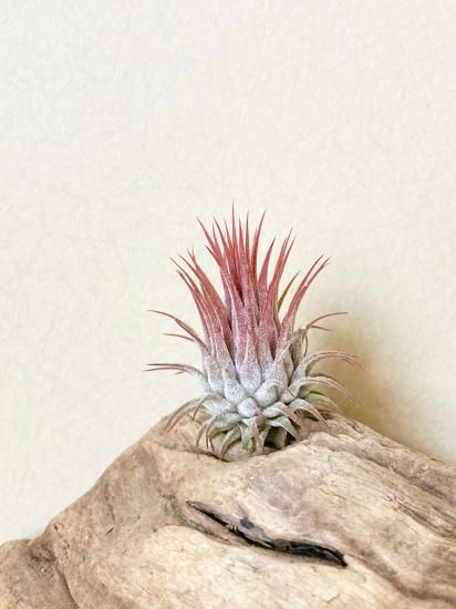 チランジア・イオナンタ・ストリクタ T. ionantha var. stricta チランジア・イオナンタ・ストリクタ T. ionantha var. stricta