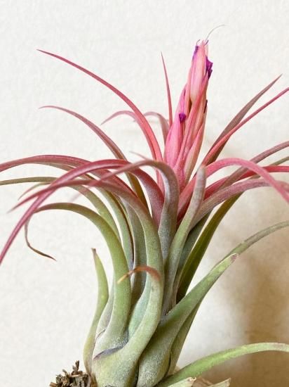 Tillandsia chapeuensis 速達発送 Tillandsia chapeuensis 速達発送 Tillandsia chapeuensis 速達