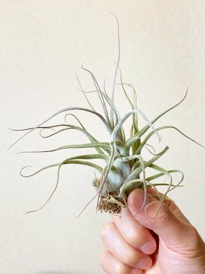 現品】チランジア・ルシールレナータ T. Lucille Renata (T