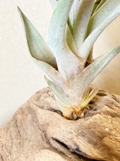 超希少❗️交配種❗️チランジア　メアリーZ チアペンシス×ローランドゴッセリーニ✨ 超希少❗️交配種❗️チランジア メアリーZ チアペンシス×ローランド