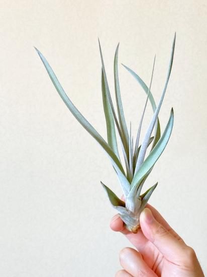 超希少❗️交配種❗️チランジア　メアリーZ チアペンシス×ローランドゴッセリーニ✨ メアリーZ （ チアペンシス × ローランドゴッセリニー ）02号 | air