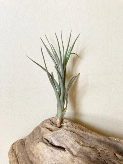 tkshrjk 　チランジア ミスティックシリーズ6点セット 現品】【花芽付き】チランジア・ミスティックマジック T. Mystic Magic