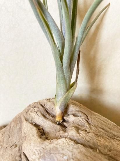 現品】【花芽付き】チランジア・ミスティックマジック T. Mystic Magic