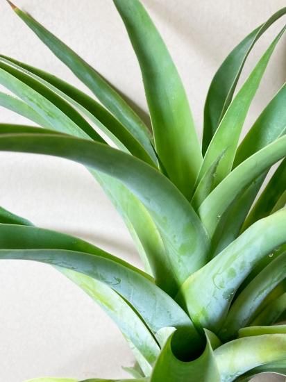 チランジア ロイテリ② (メルカリ便にてお届けします) チランジア ロイテリ② (メルカリ便にてお届けします) 2025年最新