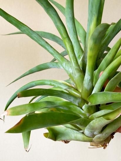 現品】チランジア・ロイテリ（レウテリ） T. reuteri【A】 - Frontier