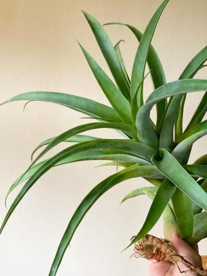 チランジア ロイテリ① (メルカリ便にてお届けします) チランジア ロイテリ① (メルカリ便にてお届けします)