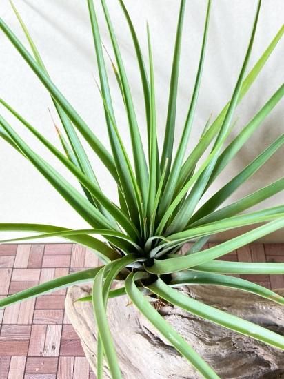 現品】チランジア・ファシクラータ・ロディー T. fasciculata