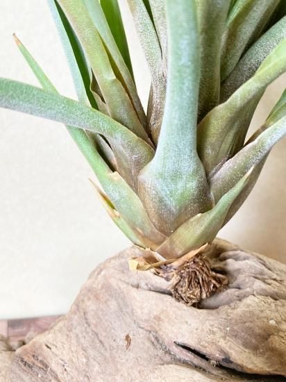 チランジア Chacalapa x ファシクラータ チランジアChacalapa x