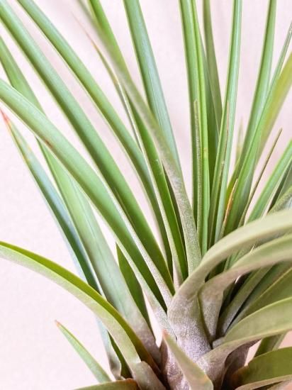 現品】チランジア・ファシクラータ・ロディー T. fasciculata