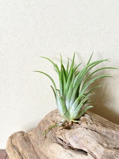 チランジア・イオナンタ・カーリージャイアント T. ionantha チランジア・イオナンタ・カーリージャイアント T. ionantha