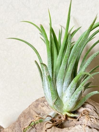 チランジア・イオナンタ・カーリージャイアント T. ionantha