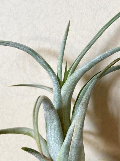 現品】チランジア・パウシフォリア・スノーホワイト T. paucifolia