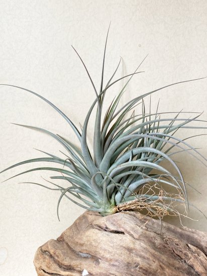 現品】チランジア・ヴェルニコーサ・パープルジャイアント T. vernicosa Purple Giant - Frontier Plants  ONLINE STORE フロンティアプランツ オンラインストア