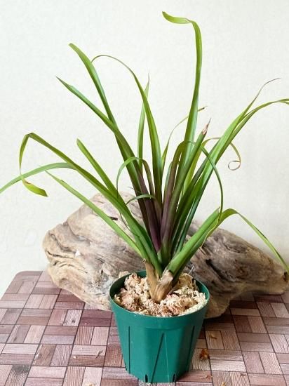 チランジア　REX 大苗 チランジア REX 大苗