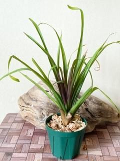 チランジア　Imbrogilo マザー株　ラスト苗 チランジア Imbrogilo マザー株 ラスト苗 観葉植物