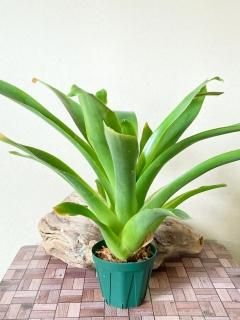 チランジア・クラーケン（カーリースリム綴化）Tillandsia