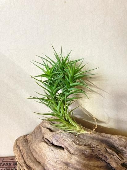 チランジア・アエラントス×ベルゲリ T. aeranthos×bergeri Clump