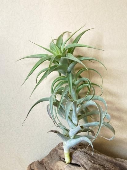 現品】チランジア・カクティコラ・シルバーロングフォーム T