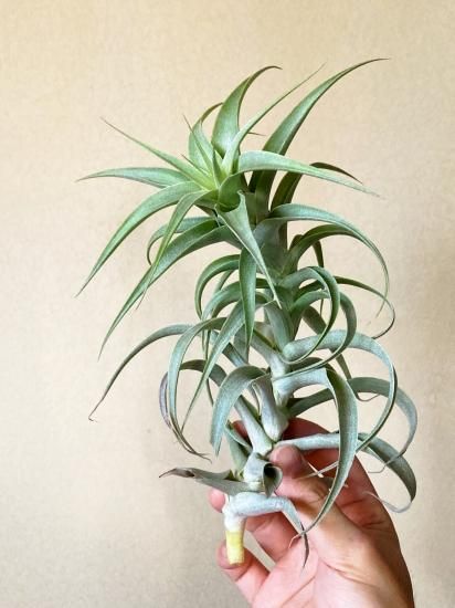 【SW6様】チランジア　カクティコラ 色白美種チランジア・カクティコラの育て方・飾り方【エアプランツ】