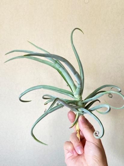 チランジア ドゥラティ ③ チランジア ドゥラティー サクサティリス Tillandsia duratii