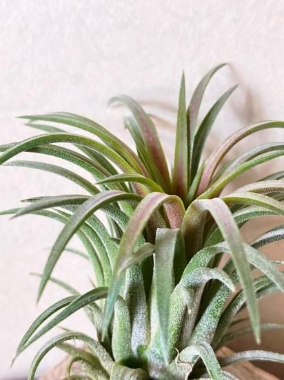 チランジア・イオナンタ・トールベルベット T. ionantha Tall Velvet