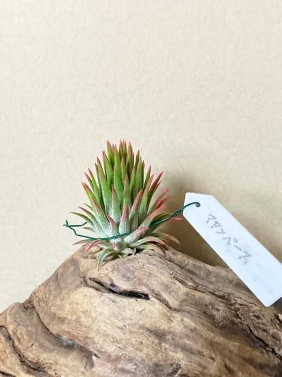 現品】チランジア・マヤンベース T. Mayan Vase - Frontier Plants