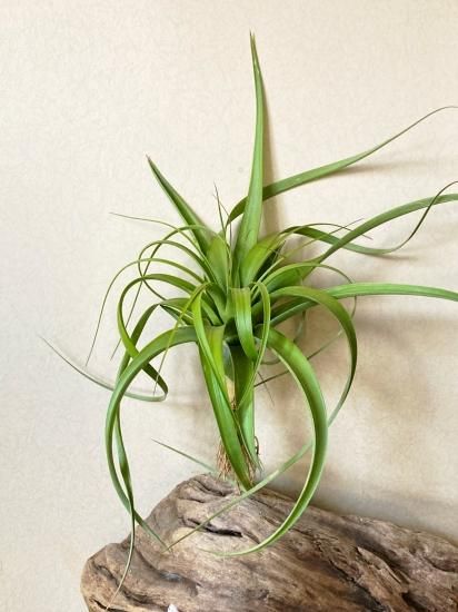 Tillandsia roland-gosselinii グリーンタイプ