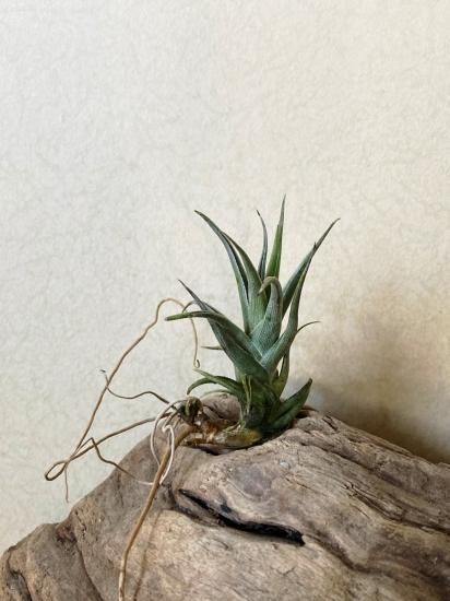 ゼチェリ　Tillandsia 現品】チランジア・ゼチェリ T. zecheri - Frontier Plants