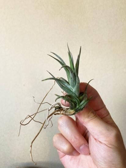現品】チランジア・ゼチェリ T. zecheri - Frontier Plants