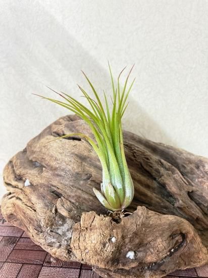 現品】チランジア・イオナンタ・エメラルドフォレスト T. ionantha