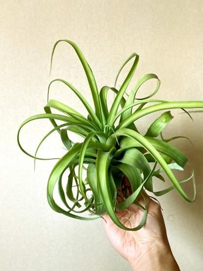 フレクスオーサ × ストレプトフィラ 02号 | air-plants TENGU-DO