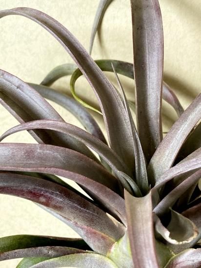 現品】チランジア・カピタータ・カーニバル T. capitata