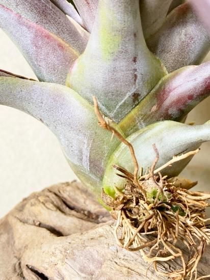 現品】チランジア・カピタータ・カーニバル T. capitata