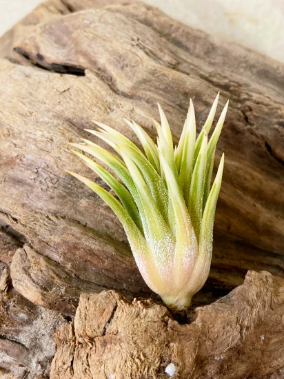 現品】チランジア・イオナンタ・アルボマジナータ T. ionantha Albo