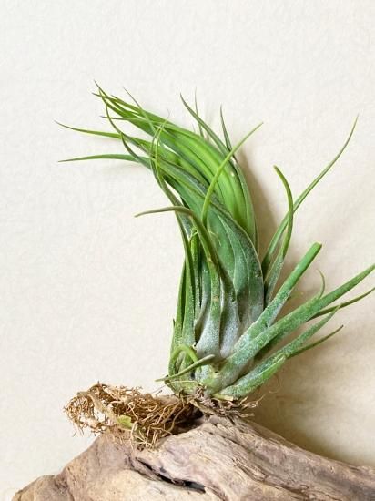 Tillandsia Seleriana Green Giant 速達発送 Tillandsia Seleriana Green Giant 速達発送