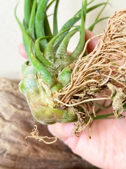 現品】チランジア・セレリアナ×デリカータ T. seleriana x T