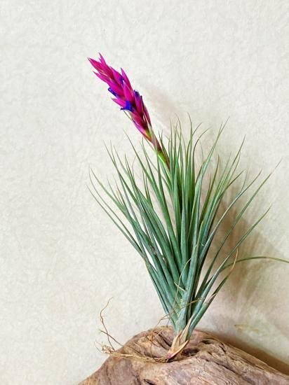 チランジアRemembrance開花株