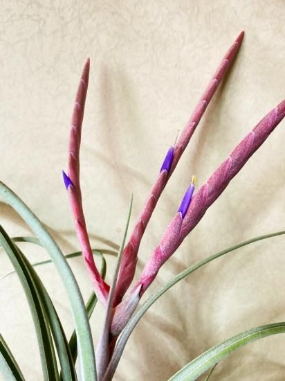 現品 開花株】チランジア・チアペンシス×カプトメデューサ T 現品 開花株】チランジア・チアペンシス×カプトメデューサ T