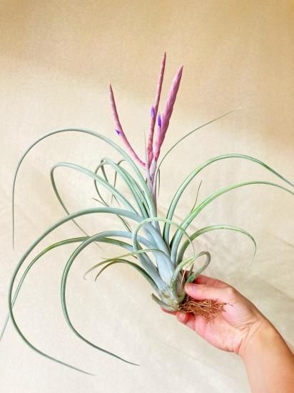 現品 開花株】チランジア・チアペンシス×カプトメデューサ T 現品 開花株】チランジア・チアペンシス×カプトメデューサ T