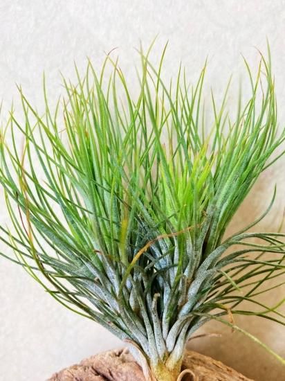 チランジア・アンドレアナ×フンキアナ T. andreana x funckiana